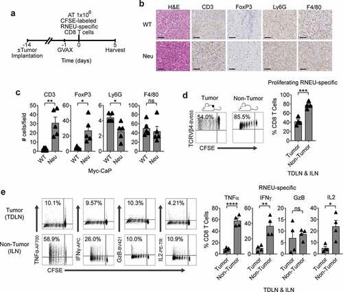 Figure 4. Myc-CaP/Neu Tumors Attenuate The RNEU-specific CD8 T Cell Response Induced by Vaccination with Her-2/neu Expressing Cells.