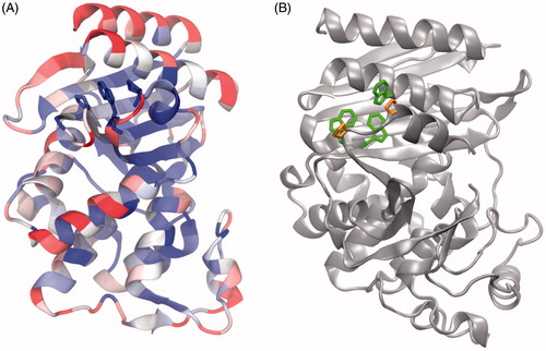 Figure 4. The PWP triad in class A beta-lactamase TEM-1 and the proline-tryptophan rich region in class C beta-lactamase AmpC; (A) TEM-1 beta-lactamase structureCitation14 colored according to conservation score as calculated by ConsurfCitation27. The backbone is shown with cartoon representation and P226, W229 and P252 side chains are shown as sticks. The most variable positions (ConSurf scores: 1–3) are colored red (light gray in print), intermediately conserved positions (ConSurf scores: 4–6) are white while the most conserved positions (ConSurf scores: 7–9) are colored blue (dark gray in print), (B) AmpC (class C, PDB ID: 1L2S) structure shown in cartoon representation with tryptophan and proline residues shown in stick representation. Tryptophan residues are in green and proline residues are in orange in the online version. The structure figures were created using VMDCitation55. (The color figure can be found in the online version of the manuscript.)