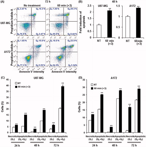 Figure 3. mEHT induces apoptosis in glioma cells. (A) Detection of the apoptotic cell population through FACS analysis with the intensity of apoptotic marker Annexin V at 72 h after the third mEHT treatment. (B) Detection of apoptosis at 48 h after the third mEHT treatment using the ApoStrand ELISA apoptosis detection kit. The data represent three independent experiments. NT, no treatment. **P < 0.01 by bootstrap t-test. (C, D) Detection of the apoptotic cell population through FACS analysis based on the intensity of the apoptotic marker Annexin V in U87-MG (C) and A172 (D) cells at 24, 48 and 72 h after the third mEHT treatment. The data represent duplicate experiments. **P < 0.01 by Student’s t-test with equal variance.