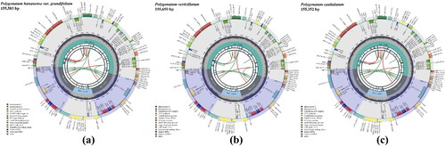 Figure 2. Chloroplast genome maps of Polygonatum hunanense (a), P. verticillatum (b), and P. caulialatum (c). The chloroplast genome structure consists of a typical tetrad circular molecule with a large single-copy (LSC) region, a small single-copy (SSC) region, and a pair of inverted repeats (IRa and IRb) that separate the LSC and SSC. The transcription direction of genes inside is clockwise, while the transcription direction of genes outside is counterclockwise. Genes are color-coded by their functional classification as shown in the lower-left corner.