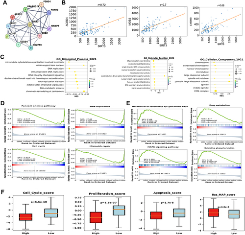 Figure 6 Pathway enrichment analysis of SIRT3. (A) Protein-protein interaction network from the STRING database. (B) Top three correlated genes with SIRT3 in TCGA-BRCA TNBC cohort using Pearson’s correlation coefficient. (C) Dot plot of GO enriched terms using GSEA on ranked correlated genes. The dot size represents the gene ratio of each term. The color represents the normalized enrichment score (NES) of each term. (D) GSEA of KEGG pathways of negatively correlated genes as a threshold. The NES and FDR are shown for each pathway. (E) GSEA of KEGG pathways of positively correlated genes. The NES and FDR are shown for each pathway. (F) Boxplots of cell cycle score, proliferation score, apoptosis score, and Ras MAP score according to high or low SIRT3 expression level using the median expression value of SIRT3 as a cut-off value.