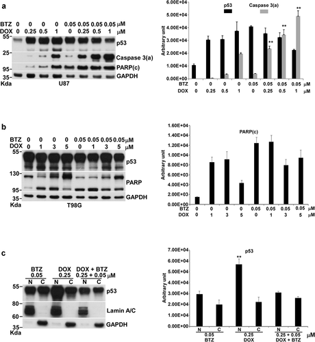 Figure 4. Effects of the combination of DOX with BTZ on apoptosis in U87 and T98G cells. Cells were incubated with various concentrations of DOX alone or with 0.05 μM of BTZ for 24 h in 10-cm plates harvested for Western blotting. Immunoblot images of p53, caspase 3(a), PARP or PARP (c) are shown. GAPDH served as a loading control. The immunoblot images of p53, caspase 3(a) or PARP(c) normalized to GAPDH were quantitated as shown. For p53 localization, U87 cells were incubated with BTZ, DOX and the combination of DOX with BTZ in 10-cm plates and harvested for nuclei and cytosol fractionation. The nuclei and cytosol fraction were analyzed by Western blotting. Immunoblot image of p53 is shown. Lamin A/C and GAPDH served as specific markers of nuclei and cytosol, respectively. The immunoblot images of p53 in the nucleus or cytosol were normalized to lamin A/C or GAPDH, respectively, and quantitated as shown. The immune blots were cropped from different parts of the same gels and visualized by ECL under various exposure conditions dependent on the activity of antibodies. Representative blots from triplicate experiments are shown. a) U87 cells treated by the combination of DOX with BTZ. b) T98G cells treated by the combination of DOX with BTZ. c) The nuclei and cytosol fraction for U87 cells treated by the combination of DOX with BTZ.