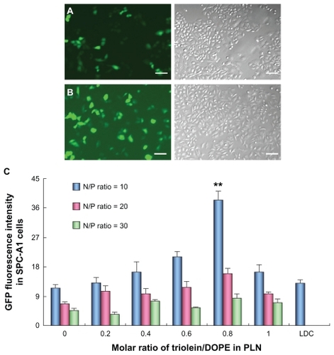 Figure 2 Transfection of pEGFP-N2 in human lung adenocarcinoma (SPC-A1) cells mediated with Lipofectamine™ 2000/DNA complexes (LDC) and polycation lipid nanocarrier/DNA complexes (PDC) (N/P = 10). (A) Images of SPC-A1 cells transfected by LDC, scale bar = 100 μm; (B) images of SPC-A1 cells mediated by PDC (N/P = 10), scale bar = 100 μm; (C) fluorescence intensity of expressed green fluorescent protein in SPC-A1 cells mediated by different PDCs with various N/P ratios (**P < 0.01) (n = 3).