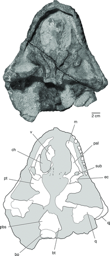 FIGURE 4 The skull of Bunostegos akokanensis (MNN MOR28). Photograph and interpretative drawing in ventral view. Abbreviations: bo, basioccipital; bt, basal tubera of basisphenoid; ch, choana; ec, ectopterygoid; m, maxilla; pal, palatine; pbs, parabasisphenoid; pt, pterygoid; q, quadrate; qj, quadratojugal; sub, suborbital foramen; v, vomer.