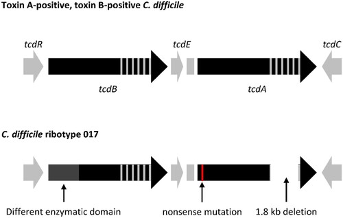 Figure 1. Comparative analysis of the PaLoc from C. difficile RT 017 and A + B + C. difficile strains. Arrows indicate open reading frames (ORFs) and the direction of transcription. The different enzymatic domain of the tcdB gene is responsible for the different CPE [Citation48]. The nonsense mutation near the 5′ terminal of the tcdA gene is responsible for the loss of function of TcdA [Citation49]. The 1.8 kb deletion near the 3′ terminal of the tcdA gene makes TcdA undetectable by many toxin EIAs [Citation47].