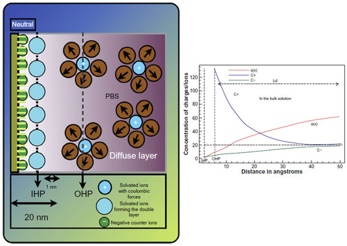 Figure 2 Charge distribution across the solid/liquid interface of a biosensor.