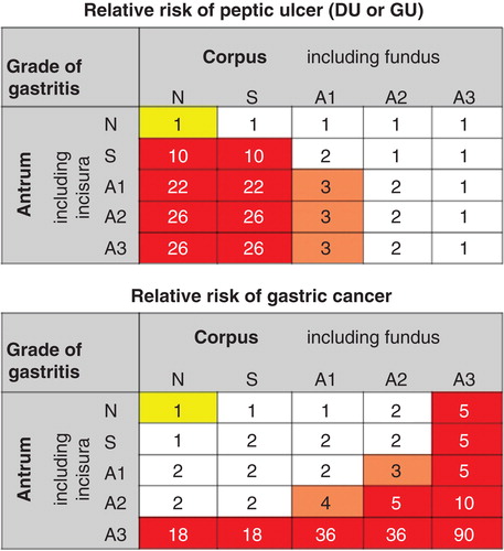Figure 7. Relative risk of peptic ulcer disease (duodenal or gastric ulcer) or gastric cancer in various phenotypes of chronic atrophic Helicobacter pylori gastritis. The risks are presented as relative risks compared to risks in subjects with normal and healthy stomach mucosa (N/N category; yellow). The risks are extrapolated and estimated from a case-control study done in Finland in the 80s [Citation69]. Note that the risks of peptic ulcer diseases and gastric cancer are associated with very dissimilar phenotypes of chronic gastritis.