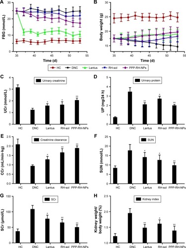 Figure 9 Changes of FBG (A) and body weight (B) of different groups during treatment. The examination results of UCr, UP, CCr, SUN, SCr and kidney weight/body weight index at the end of treatment (C–H). *P < 0.05 vs DNC group, **P < 0.01 vs DNC group. PPP-RH-NPs, RH-loaded PEG-PCL-PEI nanoparticles.Abbreviations: CCr, creatinine clearance rate; DN, diabetic nephropathy; DNC, DN control; FBG, fasting blood glucose; PEG-PCL-PEI, polyethyleneglycol-co-polycaprolactone-co-polyethylenimine; RH, rhein; RH-sol, RH solution; SCr, serum creatinine; SUN, serum urea nitrogen; UCr, urinary creatinine; UP, urine protein.