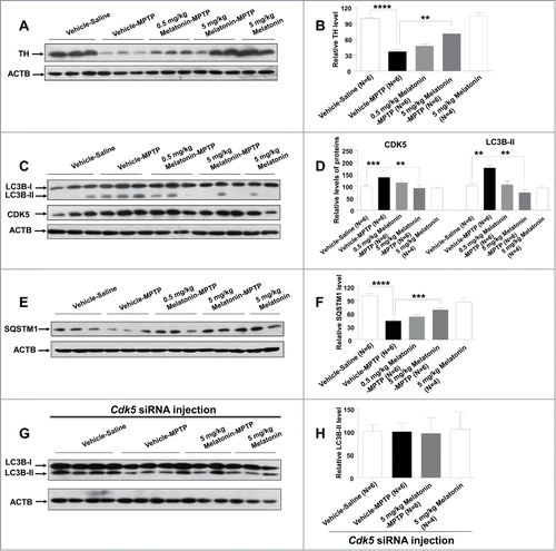 Figure 6. Protective effect of melatonin on MPTP-induced autophagy mediated by CDK5 in the mouse model of PD. TH protein level was significantly decreased in the MPTP group relative to the control group (Vehicle-Saline group) and this change could be reversed by pretreatment with 5 mg/kg melatonin (A and B). Pretreatment of 5 mg/kg melatonin restored the elevated protein levels of CDK5 and LC3B-II (C and D) and the decreased protein level of SQSTM1 (E and F) induced by MPTP in mouse striatum. The relative protein levels of CDK5, LC3B-II and SQSTM1 were statistically significant between the control group and the MPTP group, and between the MPTP group and the MPTP plus 5 mg/kg melatonin group (5 mg/kg Melatonin-MPTP group). MPTP failed to induce autophagy and melatonin had no salvaging effect on autophagy induced by MPTP in the striatum of mice after knockdown of the Cdk5 gene (G and H). Data are expressed as mean ±SEM. **, P < 0.01; ***, P < 0.001; ****, P < 0.0001; one-way ANOVA with the Tukey post-hoc test. Bars represent mean ±SEM.
