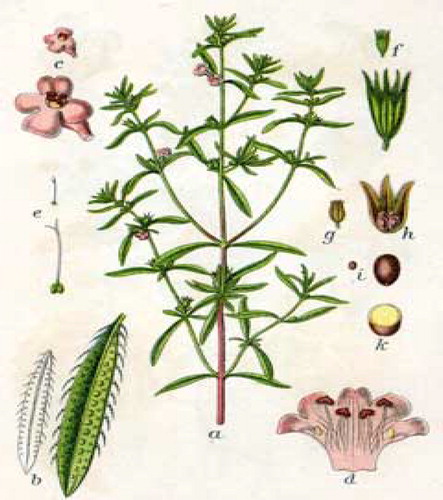 Figure 2. Summer Savory (Satureja hortensis) plant.