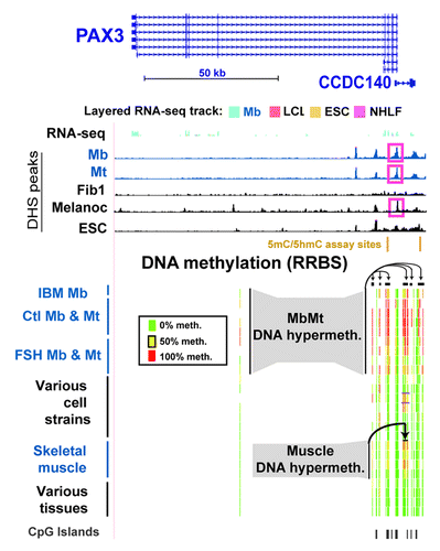Figure 2. Myogenic hypermethylation at PAX3 and the adjacent CCDC140 gene region. From the UCSC Genome Browser (http://genome.ucsc.edu), the following tracks are shown for the PAX3 and CCDC140 gene region (chr2:223,058,677–223,174,523; all coordinates are relative to hg19): RefSeq genes, RNA-seq data (not strand-specific; CalTech); DNase-seq data (this study); and representative RRBS data (this study). The cell strains and tissues illustrated are as follows: IBM Mb, Ctl Mb3, Ctl Mt3, Ctl Mb7, Ctl Mt7, FSH Mb5, FSH Mt5, FSH Mb8, FSH Mt8, LCL, Fib1, Fib2, Fib3, HMEC, SAEC, ESC, Muscle A1, Muscle A2, Muscle B1, Muscle B2, leukocyte, skin, brain and lung. The short horizontal black bars for the RRBS tracks indicate clusters of CpG hypermethylation in Mb, Mt, muscle, and Fib2 and Fib3.