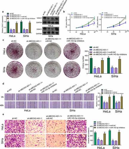 Figure 7. Knockdown of miR-143-3p attenuates the regulatory functions of MEOX2-AS1 silence on the progression of CC cells. (a) The expression levels of VDAC1 in SiHa and Hela cells after knockdown of MEOX2-AS1 and/or inhibition of miR-143-3p. The CCK-8 assays (b), colony formation assays (c), Cell migration(d) and cell invasion assays (e) following knockdown of MEOX2-AS1 and/or inhibition of miR-143-3p. *p < 0.05, **p < 0.01