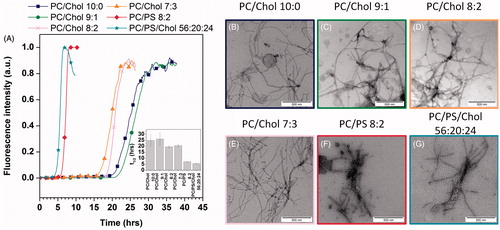 Figure 3. (A) Kinetics of hIAPP fibril formation in the presence of vesicles of different compositions. (B to G) Negatively stained microscopy images of hIAPP after incubation with vesicles of different compositions: (B) DOPC/Chol 10:0, (C) DOPC/Chol 9:1, (D) DOPC/Chol 8:2, (E) DOPC/Chol 7:3, (F) DOPC/DOPS 8:2, (G) DOPC/DOPS/Chol 56:20:24. “This Figure is reproduced in color in the online version of Molecular Membrane Biology”.