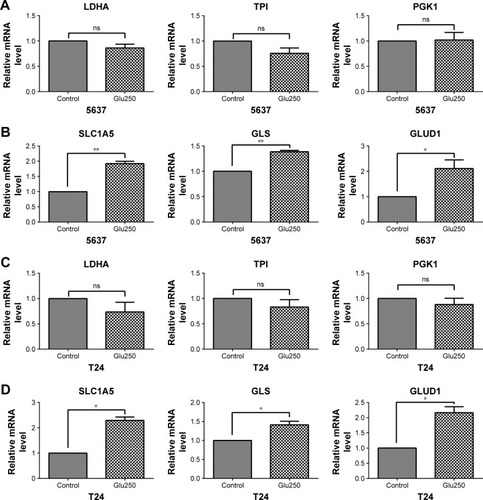 Figure 3 Gene expression associated with glycolysis and glutaminolysis in 5637 and T24 cells under glucose-deprived conditions (Glu250, glucose 250 mg/L) for 24 hours.