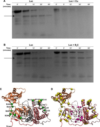 Figure 2 SDS-PAGE analysis of Luc tryptic digests in presence of (A) Cu or (B) B4C NP. The arrow denotes the lane corresponding to a mass of 45±4 kDa, assigned based on prior gels relative to molecular weight markers and the known molecular weight of Luc in the main band above. (C) Possible locations of a single cleavage of Luc by trypsin resulting in the observed 45±4 kDa fragments. Luc (PDB ID: 1LCI) is shown in a secondary-structure representation and cleavage locations are highlighted by spheres. The color of the spheres indicates the cleavage probability as predicted by the algorithm,Citation40 with green, yellow and red, respectively, denoting probabilities P>0.85, 0.85≤P≤0.6 and P<0.6. (D) Cleavage locations that preclude formation of 45±4 kDa fragments (magenta) and those locations that are consistent with the formation of 45±4 kDa fragments by one or more cleavage events (yellow).Abbreviations: SDS-PAGE, sodium dodecyl sulfate polyacrylamide gel electrophoresis; Luc, luciferase; NP, nanoparticle.