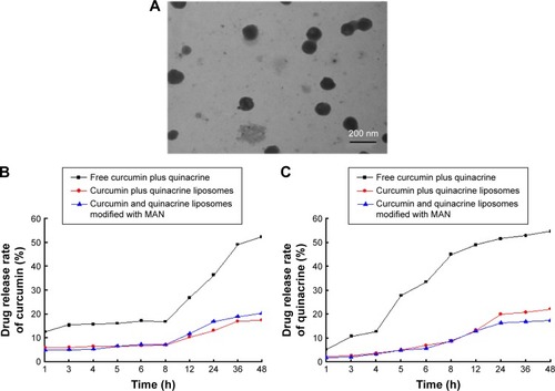 Figure 1 Characterization of curcumin and quinacrine liposomes modified with MAN.Notes: (A) TEM picture of curcumin and quinacrine liposomes modified with MAN. (B, C) Release rates of curcumin and quinacrine from three different formulations was determined by dialysis against PBS solution at 37°C, which contained 2% of SDS. Meanwhile, they were treated with a shaker using a frequency approximately 100 times per minute. Data are presented as the mean ± standard deviation, and each assay was repeated in triplicate.Abbreviations: MAN, p-aminophenyl-α-D-mannopyranoside; PBS, phosphate-buffered saline; SDS, sodium dodecyl sulfate; TEM, transmission electron microscopy.