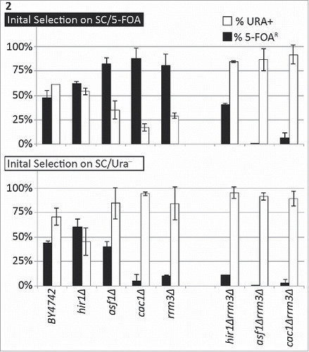 Figure 2. The deletion of CAC1 or ASF1 suppress the variegation phenotype in rrm3Δ. The URA3-tel construct was integrated in the VII-L telomere of the strains shown along the horizontal axis. Cells were selected in parallel on SC/5-FOA (upper graph) and SC/ura− (lower graph) and single colonies were transferred to liquid YPD medium for 20 generations. Cultures were serially (1:10) diluted and spotted on YPD, SC/ura− and SC/5-FOA plates. Colonies were counted and the percentage of FOAR (black columns) and URA+ (open columns) was calculated. The data is from Table 2.