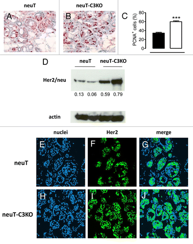 Figure 3. Increased expression of proliferation markers and Her2/neu in neuT-C3−/− mammary cancer cells. (A-B) Immunohistochemical staining of tumor cryosections from neuT (A) or neuT-C3−/− mice (B) with anti-PCNA antibody. Magnification 400X. Results are representative of 10 neuT and 10 neuT-C3−/− tumors. (C) Percentage of PCNA+ cells from neuT (black bar) and neuT-C3−/− mice (white bar) tumors (quantification of staining in A and B, n = 10 per group and 5 fields per tumor). *** P < 0.0001, 2-tailed Student t-test. (D) Her2/neu (upper panel) and actin (lower panel) protein levels as measured by immunoblotting in mammary glands from neuT (lane 1 and 2) and neuT-C3−/− (lane 3 and 4) carcinoma. The numbers under each lane indicate the ratios between Her2/neu and actin levels as measured by densitometry using the Quantity One software. 3 independent experiments were performed and a single representative image is shown. (E-J) Confocal microscopy of frozen tumor sections from neuT and neuT-C3−/− mice (n = 8 per group) labeled with anti-Her2 antibodies (green) and TO-PRO®-3 iodide (blue, labeling nuclei). Original magnification, 400X.