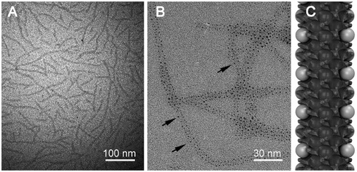 Figure 2 TEM images of (A) PEG-RNTs, (B) AuNP/PEG-RNT nanocomposite and (C) model of the nanocomposite. Black arrows in (B) point at AuNPs grown on PEG-RNT surface.Abbreviations: RNT, rosette nanotube; PEG, polyethylene glycol; TEM, transmission electron microscopy; AuNP, gold nanoparticle.