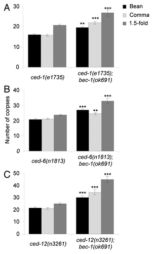 Figure 6. Enhancement of corpse clearance defects by bec-1(ok691) in engulfment mutants, ced-1(e1735) (A), ced-6(n1813) (B), and ced-12(n3261) (C). Bar graphs show mean ± s.e.m. at bean, comma, and 1.5-fold stages during embryogenesis. At least 20 embryos for each genotype were analyzed at each stage. *p < 0.05, ** p < 0.01, ***p < 0.001 for comparison of double mutant on right vs. single mutant on left; t-test.