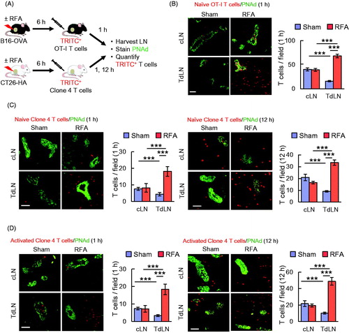 Figure 1. RFA enhances lymphocyte-HEV interactions in TdLN. (A) Scheme for experimental design to investigate the immunomodulatory effect of RFA in TdLN and cLN. (B) Representative photomicrographs and quantification of TRITC-labeled naïve OT-I CD8+ T cells (red) in cLN and TdLN of C57BL/6 mice bearing B16-OVA tumors after sham procedure or RFA. LN were counterstained for PNAd to identify cuboidal endothelium lining HEV (green). (C, D) In vivo short-term (1 hour, left; 12 hour, right) homing of TRITC-labeled naïve (C) or activated (D) clone 4 CD8+ T cells in TdLN and cLN from BALB/c mice bearing CT26-HA tumors after sham procedure or RFA. Data are the mean ± SEM of ≥10 fields for non-sequential cyrosections analyzed from independent mice (n = 3 mice per group) and are representative of 2 experiments. ***p < 0.001 by unpaired, two-tailed Student’s t-test. Scale bars (B–D), 100 μm.