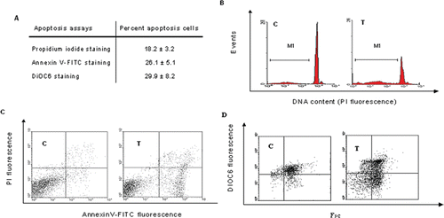 Figure 3.  Promotion of PMN cells apoptosis by H. multiflorum extract (T). (A) Apoptosis was measured by three distinct methods: analysis of apoptotic (hypodiploid) nuclei, measurement of phosphatidylserine exposure, and quantitation of uptake and retention of DIOC6(3). All values are represented as means ± SD of four separate experiments. (B) Typical histograms showing the percentage (M1) of nuclei with hypodiploid DNA content. (C) Representative dot plots of Annexin V/PI staining are shown. The lower left quadrant contains the vital (double negative) population. The lower right quadrant contains the apoptotic (Annexin V+/PI+) population. Finally, cells in the top right quadrant (Annexin V+/PI+) are in later stages of apoptosis and necrosis. (D) PMNs were loaded with DIOC6(3) and analyzed by FACS.