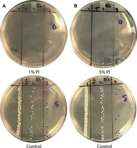 Figure 2 Povidone-Iodine Soak Decreases S. aureus Bacterial Load on Silicone Sponges. Silicon sponges inoculated with S. aureus broth were dipped into 1% Povidone-Iodine (PI) (A) or 5% Povidone-Iodine (B) solution or control solution for a duration of 1 second. The left column on each plate represents undiluted sample. The middle and right column represent serially diluted samples. No colonies were identified in sponges soaked with Povidone-Iodine relative to control.