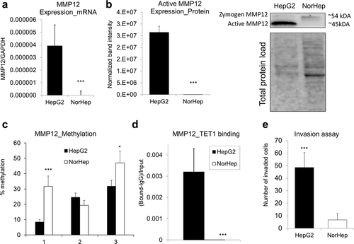 Figure 6. Overexpression and DNA hypomethylation of MMP12 in human HepG2 HCC cells is accompanied by TET1 increased occupancy at MMP12 promoter region. (a-b) Expression of MMP12 in human HepG2 HCC cells and in human primary hepatocytes (NorHep), as measured by qRT-PCR (a) and western blot (b). In western blot analyses, reactive bands were visualized using the chemiluminescent protocol in the ChemiDoc MP Imaging System (Bio-Rad) and analysed using the Image Lab software. Protein loading was normalized with respect to total sample protein loaded using free stain gels. (c) DNA methylation levels across three CpG sites within MMP12 promoter region in HepG2 and NorHep, as measured by pyrosequencing. (d) TET1 binding within MMP12 promoter region in HepG2 and NorHep, as measured by quantitative chromatin immunoprecipitation (qChIP). (e) Number of HepG2 and NorHep cells that invaded through extracellular matrix within 24 hr, as assessed by Boyden chamber invasion assay. Results are expressed as mean ± SD; n = 3, ***P < 0.001.