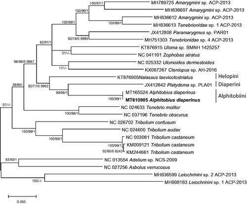 Figure 1. Bayesian inference (1,000,000 generations), maximum likelihood (1,000 bootstrap repeats), and neighbor joining (10,000 bootstrap repeats) phylogenetic trees of 24 Tenebrionidae mitochondrial genomes: Alphitobius diaperinus (MT610905 in this study and MT165524), Amarygmini sp. (MH789725; Partial mitochondrial genome; MH836607, and MH836612), Tenebrionidae sp. (MH836613 and MH751303), Paramarygmus sp. (JX412808; Partial mitochondrial genome), Cteniopussp. (KX087267; Partial mitochondrial genome), Zophobas atratus (NC_041101), Uloma sp. (KT876915), Ulomoides dermestoides (NC_025332), Nalassus laevioctostriatus (KT876905), Platydema sp. (JX412842), Tenebrio molitor (NC_024633), Tenebrio obscurus (NC_037196), Tribolium confusum (NC_026702), Tribolium audax (NC_024600), Tribolium castaneum (NC_003081, KM009121, and KM244661), Adelium sp. (NC_013554), Asbolus verrucosus (NC_027256), and Leiochrinini sp. (MH836599 and MH908183). Phylogenetic tree was drawn based on maximum likelihood tree. The numbers above branches indicate bootstrap support values of maximum likelihood and neighbor joining phylogenetic trees and posterior probability value of Bayesian inference, respectively. Tribe names were displayed as light gray color and subfamily names were written as gray color.