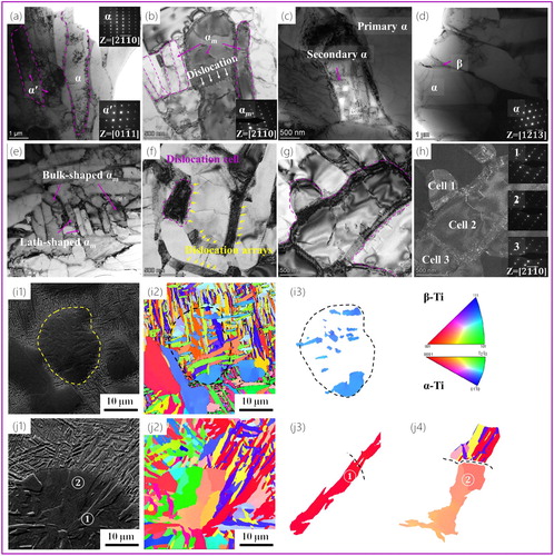 Figure 3. TEM images from BZ-I to the WSZ: (a) α′/α; (b) αm; (c) primary α and secondary α; (d) α and β; (e) bulk-shaped αm and lath-shaped αm; (f) Dislocations arrays (labeled with yellow arrows) and dislocations cells (circled with purple line) in αm; (g-h) Bright field image and dark field image of dislocations cells 1–3 in αm; (i1,j1) The α grains in BZ-II were extracted using Channel 5 software; (i2-i3) Inverse pole figure (IPF) color map of untransformed α (circled with dotted line); (j2-j4) IPF maps of transformed α (◯1 and ◯2).