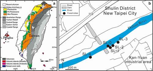 Figure 1. Maps showing the sampling sites. a, geological map of Taiwan with the highlighted Shulin area (black circle); the map was modified after Lin et al. (Citation2019a). b, sampling sites.