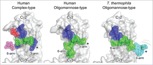 Figure 6. Glycoforms of the IgG Fc. Human and T. thermophila glycoforms of the IgG Fc Cγ2 domain with the protein depicted in gray and the glycan residues shown as colored sticks with surface representation (red, fucose; blue, GlcNAc; green, mannose; cyan, glucose; magenta, sialic acid). The human complex-type glycoforms correspond to a region of the crystal structure of a hypersialylated Fc (PDB ID: 4BYH).Citation76 The human oligomannose glycoform shows the crystal structure of a Man9GlcNAc2 in which discernible electron density was observed (PDB ID: 2WAH).Citation67 The T. thermophila oligomannose-type glycoform is a model of the Glc3Man9GlcNAc2 isomer generated by the superimposition of the NMR structure of a glucosylated oligomannose glycan and the crystal structure of the Man3GlcNAc2 glycoform (PDB ID: 1H3U).Citation66,77 The terminal residues of the 3-arm are disordered in the 2 crystal structures and we predict that the 3-arm in the T. thermophila oligomannose-type glycoforms is similarly conformationally flexible (*).