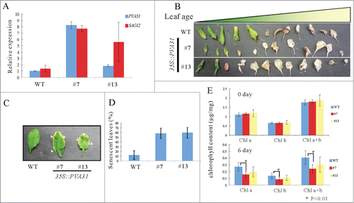 Figure 4. Age-dependent senescence symptoms in PVA31-overexpressing plants. A quantitative RT-PCR analysis of SAG12 transcripts isolated green rosette leaves of WT and PVA31-overexpressing plants growing for 4-weeks. UBQ10 was used as an internal control. Each vertical bars represented the mean ± standard error (3 leaves from each plant were used for the analysis) (A). Senescence phenotype of the rosette leaves of WT and PVA31-overexpressing plants (lines #7 and #13) grown for 8 weeks. The whole rosette leaves of 8-weeks-old plants were detached and aligned in leaf age order (B). The senescence symptom of rosette leaves. Arrowheads indicate the senescence symptom in representative leaves (C). The percentages of senescent leaves of each plant (WT or PVA31-overexpressing lines #7 and #13) with respect to total leaf numbers are presented. Error bars indicate standard deviations. Ten plants from each line were evaluated according to the senescence symptom shown in C (D). The chlorophyll content was measured before and after dark treatment in detached leaves. The difference between WT and PVA31-overexpressing line was indicated by an asterisk (P < 0.01) (E).