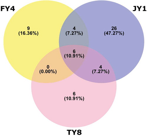 Figure 3. Venn diagram illustrating bacterial distribution at species level.Figura 3. Diagrama de Venn que muestra la distribución bacteriana a nivel de especie.