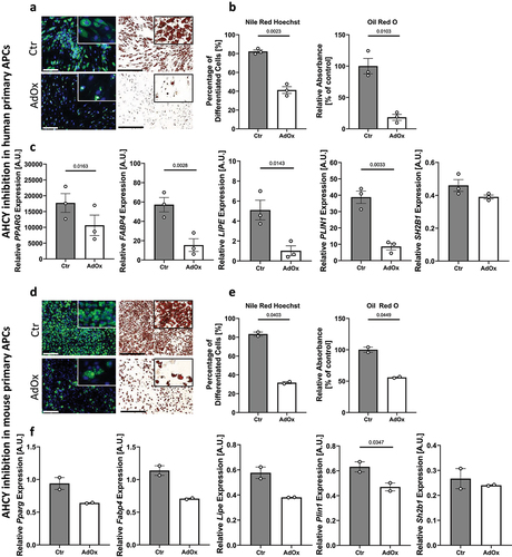 Figure 4. Reduced differentiation capacity in human and mouse primary APCs after inhibition of AHCY. (a) Nile Red/Hoechst double staining and Oil Red O staining on day 10 show that differentiation of human primary APCs is lower after inhibition of AHCY (representative pictures, scale bar Nile Red/Hoechst = 200 µM; Oil Red O = 500 µM) (representative area of picture enlarged in upper right corner). (b) Number of differentiated human primary APCs and Oil Red O absorbance is significantly reduced in cells treated with AdOx as compared to control cells (Ctr). (c) Expression of adipogenic differentiation markers PPARG, FABP4, LIPE and PLIN1 is lower in cells treated with AHCY inhibitor AdOx while the expression of reference gene SH2B1 is not significantly altered. (d) Staining of differentiated mouse primary APCs on day 10 confirm reduced differentiation capacity of AdOx treated cells (representative pictures, scale bar Nile Red/Hoechst = 200 µM; Oil Red O = 500 µM). (e) Nile Red /Hoechst and Oil Red O assessment also confirm significant reduction of differentiation rate of mouse primary APCs. (f) Expression of adipogenic markers Pparg, Fabp4, Lipe and Plin1 in mouse primary APC tend to be lower after inhibition of AHCY while no significant difference is detected in the expression of reference gene Sh2b1. Unless stated otherwise, statistical differences were calculated using Student’s t-test. Results were considered statistically significant when p < 0.05 and are indicated above bar plots. Data in bar plots are mean ± SEM from n = 2-4 independent experiments with 2-3 technical replicates each.