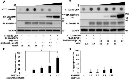Figure 9. The SQSTM1/p62[E409A,K420R] mutant rescues the accumulation of HTTQ109-GFP aggregates induced by BPLF1. (A) HeLa cells were co-transfected with plasmids expressing HTTQ109-GFP, FLAG-BPLF1 and increasing amount of HA-SQSTM1/p62[E409A,K420R] and cell lysates collected after 48 h were analyzed in filter trap assays and immunoblotting. Representative immunoblots illustrating the capacity of HA-SQSTM1/p62[E409A,K420R] to rescue the accumulation of HTTQ109-GFP aggregates in a dose dependent manner. (B) Quantification of data presented in A; means ± SEM of three independent experiments. (C) Representative immunoblots illustrating the failure to rescue the accumulation of HTTQ109-GFP aggregates upon expression of SQSTM1/p62[K7A]. (D) Quantification of data presented in C; means ± SEM of three independent experiments. Statistical analysis was performed using Student t-test. *P ≤ 0.05
