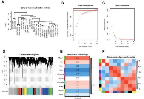 Figure 1 Co-expression network construction of 22 diabetic nephropathy samples of GSE30528 dataset via WGCNA. (A) The clustering was based on the expression data of differentially expressed genes between tumor samples and normal samples in DN. (B) Relationship between scale-free topology model and soft-thresholds (powers). (C) Relationship between the mean connectivity and various soft-thresholds (powers). (D) Dendrogram of all differentially expressed genes clustered based on a dissimilarity measure (1-TOM). (E) Heatmap of the correlation between module eigengenes and clinical traits. (F) The eigengene adjacency heatmap of the modules.
