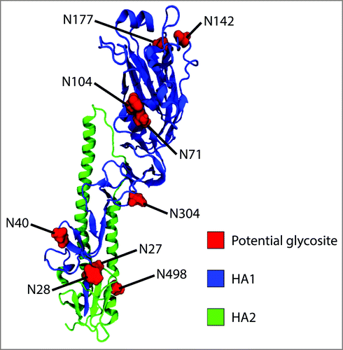 Figure 1. Location of potential N-glycosylation sites within A/New Caledonia/20/1999 H1. Monomeric H2 (PDB entry, 2WR3) was used as a template to generate the homology model of A/New Caledonia/20/1999 H1.