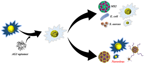 Figure 4 Schematic illustration of a norovirus nanozyme aptasensor. By interacting with AG3 aptamers on the surface of Au nanoparticles, Norovirus, but not other pathogenic microorganisms, induces aptamer desorption to expose the Au nanoparticle surface, which leads to recovery of nanozyme activity to characterize the amount of norovirus present in the sample. Reprinted with permission from Weerathunge TV. Ultrasensitive colorimetric detection of murine norovirus using nanozyme aptasensor. Anal Chem. 2019;91(5):3270–3276. Copyright 2019, American Chemical Society.Citation46