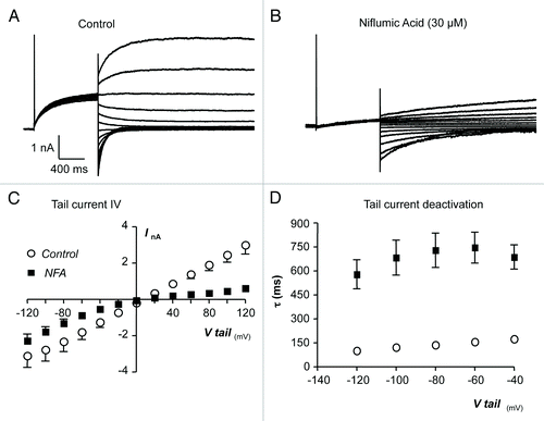 Figure 4. (A and B) Representative current traces obtained before and during the presence of niflumic acid (30 µM). (C) Summary current-voltage (I-V) relationship of TMEM16A tail currents, evoked following an initial step to +80 mV, before (open circles) and during (filled squares) exposure to niflumic acid. (D) Plot of mean time constant (τ) of TMEM16A tail current deactivation against voltage (control, open circles and niflumic acid, filled squares).