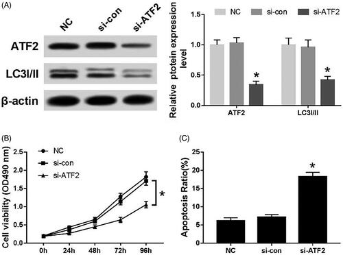 Figure 5. Effects of silencing ATF2 on proliferation, autophagy and apoptosis of C33A cells. (A) The expression of ATF2 and LC3I/II protein, (B) the cell viability of transfected cells and (C) the apoptosis rate of each group. Compared with NC group and si-con group, *p < .05.