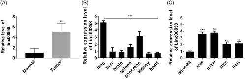 Figure 1. Biological features of linc00858. (A) The expression of linc00858 was upregulated in lung cancer tissues. (B) Multi-tissue analysis revealed that linc00858 mainly expressed in lung tissue. (C) The expression of linc00858 was upregulated in lung cancer cell lines.