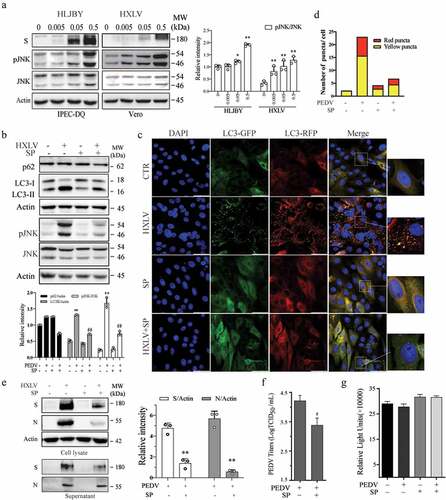 Figure 3. JNK activation contributes to PEDV-induced autophagy. (a) IPEC-DQ and Vero cells were infected with PEDV HLJBY and HXLV strains and incubated for 24 and 12 hr, respectively. JNK phosphorylation and total JNK protein levels were analysed by Western blot. (b) Vero cells inoculated with 0.5 MOI PEDV were incubated without or with SP600125 (SP) (10 µM) for 12 hr. The levels of LC3, p62, and JNK phosphorylation were analysed by Western blot. *p <0.05, compared to uninfected controls; #p < 0.05, ##p <0.01, compared to PEDV-infected cells. (c & d) GFP-RFP-LC3-transfected Vero cells were mock-infected or infected with PEDV HXLV virus (0.5 MOI) and incubated for 8 hr. SP600125 (10 µM) was then added and incubated for another 8 hr. After nuclei staining with DAPI, orange autophagosomal puncta and red autolysosomal puncta were examined and quantified under a confocal microscope (c). The mean numbers of autolysosomes shown in red bars and autophagosomes shown in orange bars per cell were plotted in a bar graph (d). (e & f)Vero cells infected with PEDV (0.5 MOI) were treated with dimethyl sulphoxide (DMSO 0.5%) or SP600125 (10 µM) for 12 hr. The S and N proteins in the cell lysates and conditioned media were analysed by Western blot (e). The levels of the S and N proteins relative to β-actin was analysed and plotted in a bar graph. The conditioned media of PEDV-infected cells were titrated for the TCID50 values (f). #p < 0.05, ##p < 0.01, compared to PEDV-infected cells. (g) SP600125 does not affect cell Viability. Uninfected and PEDV-infected Vero cells were treated with DMSO or SP600125 (10 µM) for 12 hr. Cell viability was analysed by using a CellTiter-Glo kit. The mean ± SD of the triplicate from a representative experiment was shown in a bar graph. The experiment was repeated twice with similar results.