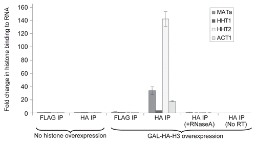 Figure 5 Excess histones can bind to RNA. An exponentially growing yeast strain with a FLAG epitope on the chromosomal HHT2 gene (FLAG-H3) and carrying the plasmid pYES6/CT-HA3-HHT2 for galactose inducible HA3-H3 overexpression was treated with or without galactose prior to performing RNA immunoprecipitation (RIP) using FLAG or HA antibodies as described in Materials and Methods. The amount of ACT1, MATa, HHT1 and HHT2 transcripts co-immunoprecipitated using the FLAG and HA antibody beads in the absence of galactose mediated histone overexpression (i.e., the background signal) was arbitrarily set to “1” and the relative binding of HA-H3 to these RNAs upon the addition of galactose is shown here. No signal above background was obtained in control qPCR carried out following RNaseA treatment of the immunoprecipitated material, as well as when the reverse transcriptase enzyme was left out of the reverse transcription reaction used to generate the cDNA for qPCR analysis. Error bars represent standard error of the mean from three experiments.