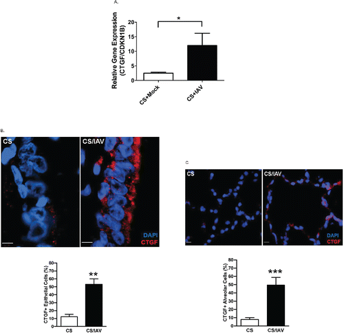 Figure 2. Influenza virus infection induces CTGF expression in lung epithelial cells of non-human primates exposed to cigarette smoke. (A) CTGF mRNA levels in epithelial cells obtained by bronchial brushings of IAV- or mock-infected NHPs following 4 weeks of CS exposure were analyzed by quantitative RT-PCR. Data are shown as mean ± SEM (n = 3 per group; *p < 0.05). (B) Analysis of CTGF expression in airway epithelium of NHPs exposed to CS and IAV infection. Representative micrographs showing CTGF-immunopositive cells (red) in airway tissues from NHPs exposed to CS and IAV infection compared with CS and mock infection. Nuclei were counterstained with DAPI (blue) (scale bar, 10 μM). Lower panel shows quantitative analysis of CTGF-positive cells in the two groups of NHPs (**p < 0.01). (C) Analysis of CTGF expression in alveolar cells of NHPs exposed to CS and IAV infection. Representative micrographs showing CTGF-immunopositive cells (red) in alveolar cells from NHPs exposed to CS + IAV or CS + mock infection. Nuclei were counterstained with DAPI (blue) (scale bar, 10 μM). Lower panel shows quantitative analysis of CTGF-positive cells in the two groups of NHPs (***p < 0.001).