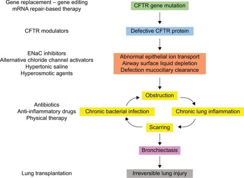 Figure 1 Pathophysiology of CF lung disease and potential therapies targeting the basic defect or the symptoms.