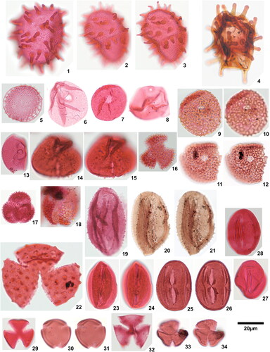 Plate 4. 1. Spinizonocolpites prominatus (McIntyre Citation1965) Stover & Evans Citation1973, Ameke 1.1 (Q30), 2. Spinizonocolpites prominatus (McIntyre Citation1965) Stover & Evans Citation1973, Amaogugu 7.1 (Q45), details of collumellae, 3. Spinizonocolpites prominatus (McIntyre Citation1965) Stover & Evans Citation1973, Amaogugu 7.1 (Q45), details of exine, 4. Spinizonocolpites cf. Spinizonocolpites aff. baculatus Muller Citation1968, Okigwe B7.1 (J40,1), 5. Saturna enigmaticus Salard-Cheboldaeff Citation1978, Okigwe B1.1 (H32,2), 6. Milfordia confossus (Fairchild 1966) comb. nov. Okigwe B1.1 (S48), 7. Milfordia homeopunctata (McIntyre Citation1965) Partridge in Stover & Partridge Citation1973, Ozuitem 3.1 (W65,2), 8. Monoporopollenites annulatus (Van der Hammen Citation1954) Jaramillo & Dilcher, Citation2001, Okigwe B4.1 (V56,1), 9. Retimonoporites heterobrochatus sp. nov., Okigwe B3.1 (G33), holotype, high focal plane, 10. Retimonoporites heterobrochatus sp. nov., Okigwe B3.1 (G33), holotype, low focal plane, 11. Retimonoporites heterobrochatus sp. nov., Okigwe B3.1 (F40,2), paratype, high focal plane, 12. Retimonoporites heterobrochatus sp. nov., Okigwe B3.1 (F40,2), paratype, low focal plane, 13. Retidiporites magdalenensis Van der Hammen & Garcia Citation1966, Okigwe B1.1 (T30,2), 14. Bacubrevitricolpites sp., Amaogugu 1.1 (P56,4), high focal plane, 15. Bacubrevitricolpites sp., Amaogugu 1.1 (P56,4), low focal plane, 16. Crototricolpites densus Salard-Chaeboldaeff 1978, Okigwe B2.1 (M35), 17. Crototricolpites aff. finitus Silva-Caminha et al. Citation2010, Okigwe B1.1 (H40,1), 18. Crototricolpites ‘superatus’, Okigwe A7.1 (W37,3), 19. Echitricolpites serratus sp. nov., Okigwe B1.1 (H64,4), holotype, 20. Echitricolpites serratus sp. nov., Okigwe A1.1 (S40,4), paratype, high focal plane, 21. Echitricolpites serratus sp. nov., Okigwe A1.1 (S40,4), paratype, low focal plane, 22. Echitricolpites aff. communis Regali et al. Citation1974, Okigwe B3.1 (G54,2), 23. Foveotricolpites simplex (González Guzmán Citation1967) D’Apolito et al. Citation2021, Ozuitem 6.1 (Y31,2), high focal plane, 24. Foveotricolpites simplex (González Guzmán Citation1967) D’Apolito et al. Citation2021, Ozuitem 6.1 (Y31,2), low focal plane, 25. Ladakhipollenites colpiconstrictus (van Hoeken-Klinkenberg Citation1966) D’Apolito et al. Citation2021, Ozuitem 6.1 (M53), high focal plane, 26. Ladakhipollenites colpiconstrictus (van Hoeken-Klinkenberg Citation1966) D’Apolito et al. Citation2021, Ozuitem 6.1 (M53), low focal plane, 27. Ladakhipollenites simplex Jaramillo & Dilcher Citation2001, Amaogugu 7.1 (U38,2), 28. Ladakhipollenites simplex Jaramillo & Dilcher Citation2001, Okigwe B2.1 (O54,3), 29. Ladakhipollenites hammenii (Boltenhagen Citation1976) comb. nov., Amaogugu 7.1 (R55,1), 30. Ladakhipollenites sp. 1, Amaogugu 1.1 (V34,4), high focal plane, 31. Ladakhipollenites sp. 1, Amaogugu 1.1 (V34,4), low focal plane, 32. Ladakhipollenites sp. 2, Okigwe A5.1 (U40,3), 33. Ladakhipollenites? thomasi (Sarmiento Citation1992) comb. nov., Amaogugu 7.1 (L47,3), high focal plane, 34. Ladakhipollenites? thomasi (Sarmiento Citation1992) comb. nov., Amaogugu 7.1 (L47,3), low focal plane.