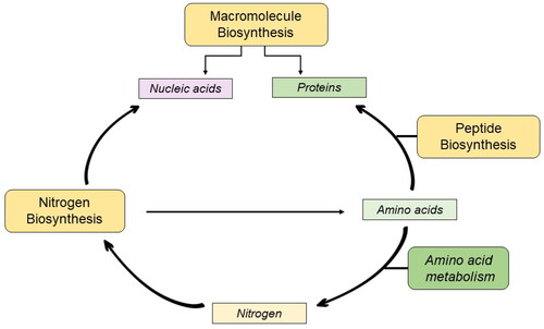 Figure 9. The molecular dependencies of the cellular machinery.