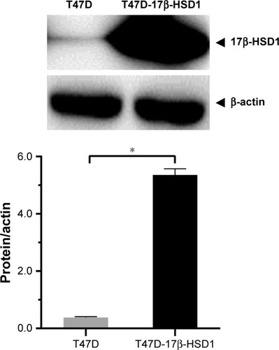 Figure 1 17β-HSD1 protein expression determined by Western blot in T47D-WT cells and T47D-17β-HSD1 cells.