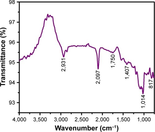 Figure 3 FTIR analysis of AuNPs synthesized from Sx.Abbreviations: FTIR, Fourier-transform infrared spectroscopy; AuNPs, gold nanoparticles; Sx, Solanum xanthocarpum.